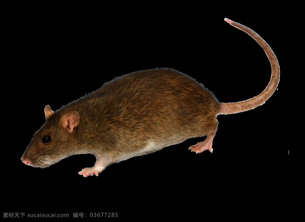 褐色 毛发 老鼠 免 抠 透明 图 层 老鼠卡通图片 日本 核辐射 变异 世界 上 最大 巨型 可爱老鼠 简 笔画 大全 老鼠简笔画 彩色老鼠图片 田鼠