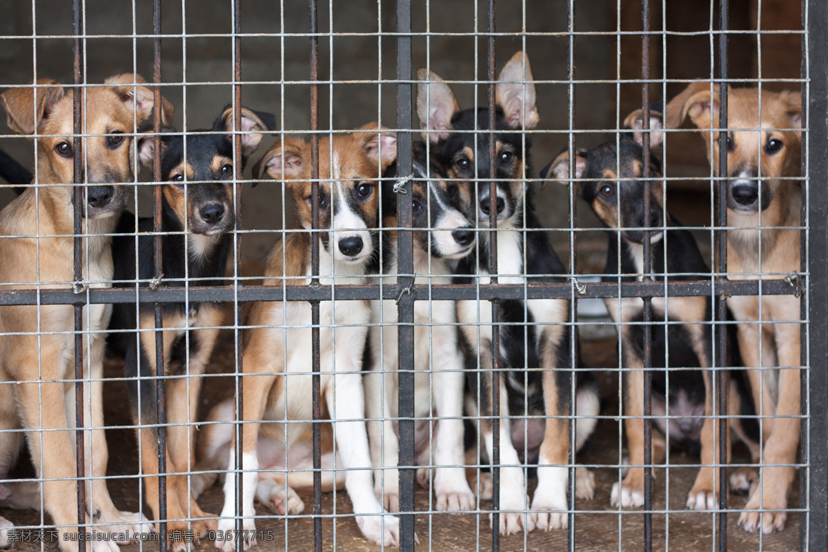 铁网 后面 一群 狗 可爱小狗 宠物 动物 野生动物 动物世界 动物摄影 狗狗图片 生物世界