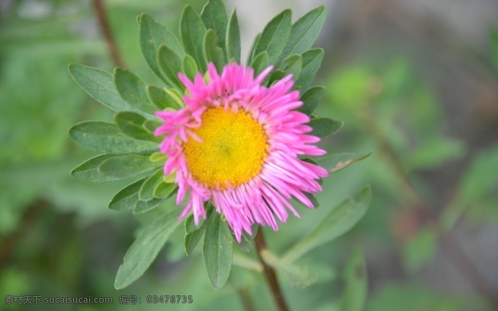 翠菊 花卉 江西腊 七月菊 蓝菊 头状花序 单生枝顶 苞片多层 叶状 紫红 一朵 花卉系列 花草 生物世界
