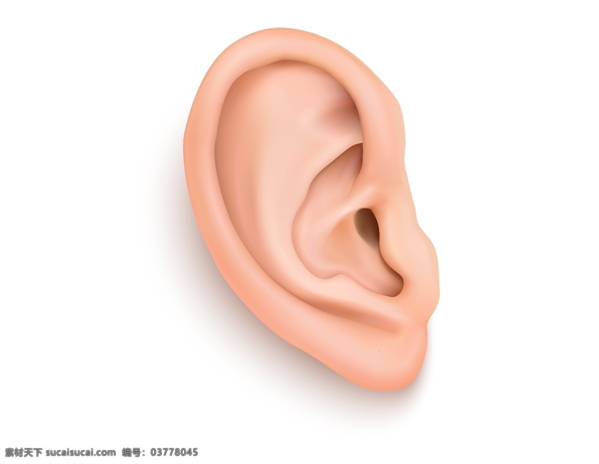 矢量 耳朵 耳蜗 元素 人体器官 听力 ai元素 免扣元素