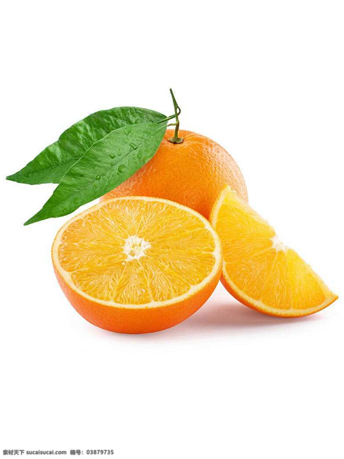 橙子图片 橙子 水果 植物 果实 生物世界