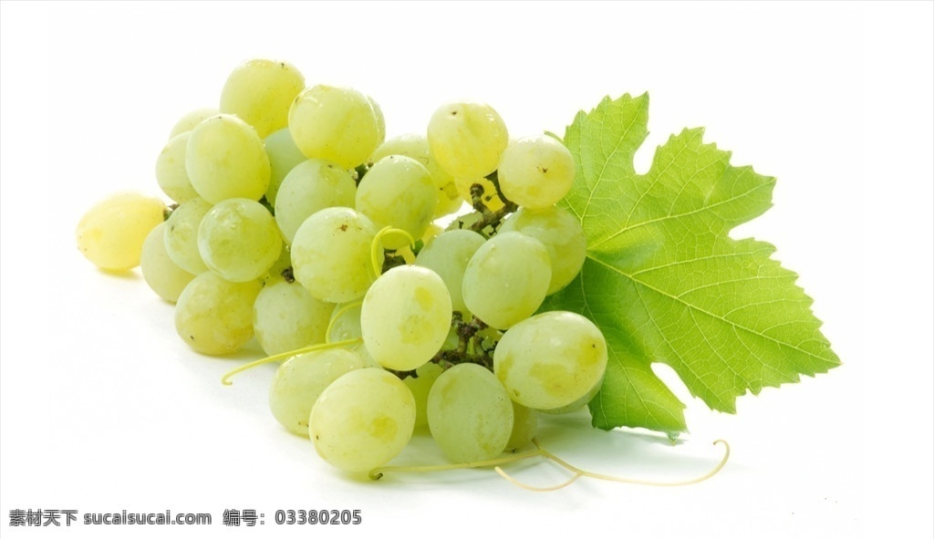 进口白葡萄 水果 生果 新鲜 水果大杂烩 水果沙拉 水果奶昔 奶昔 樱桃 车厘子 芒果 越南芒果 泰国芒果 草莓 牛油果 葡萄 葡萄树 种植 水果班戟 火龙果 猕猴桃 奇异果 草莓酱 果汁饮品 鲜果酱 椰子 高清写真 水果名片 水果背景 各种水果 美食图片 餐饮美食 食物原料