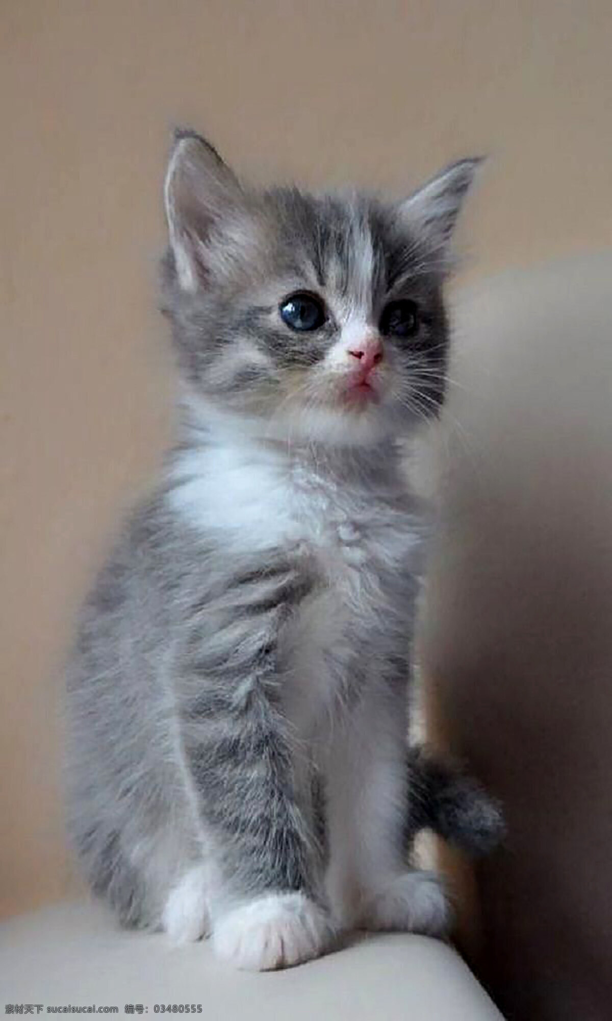 猫图片 猫 猫咪 小猫咪 公猫 母猫 猫素材 猫图片素材 猫儿 英短 布偶猫 英短猫 花狸猫 猫科动物 动物 灰猫 白猫 宠物猫 宠物