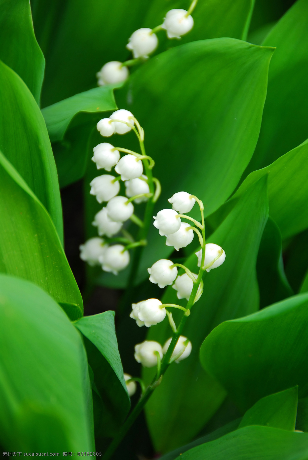 白色 小花 绿叶 白色小花 鲜花背景 花朵 花卉 美丽鲜花 花草树木 生物世界