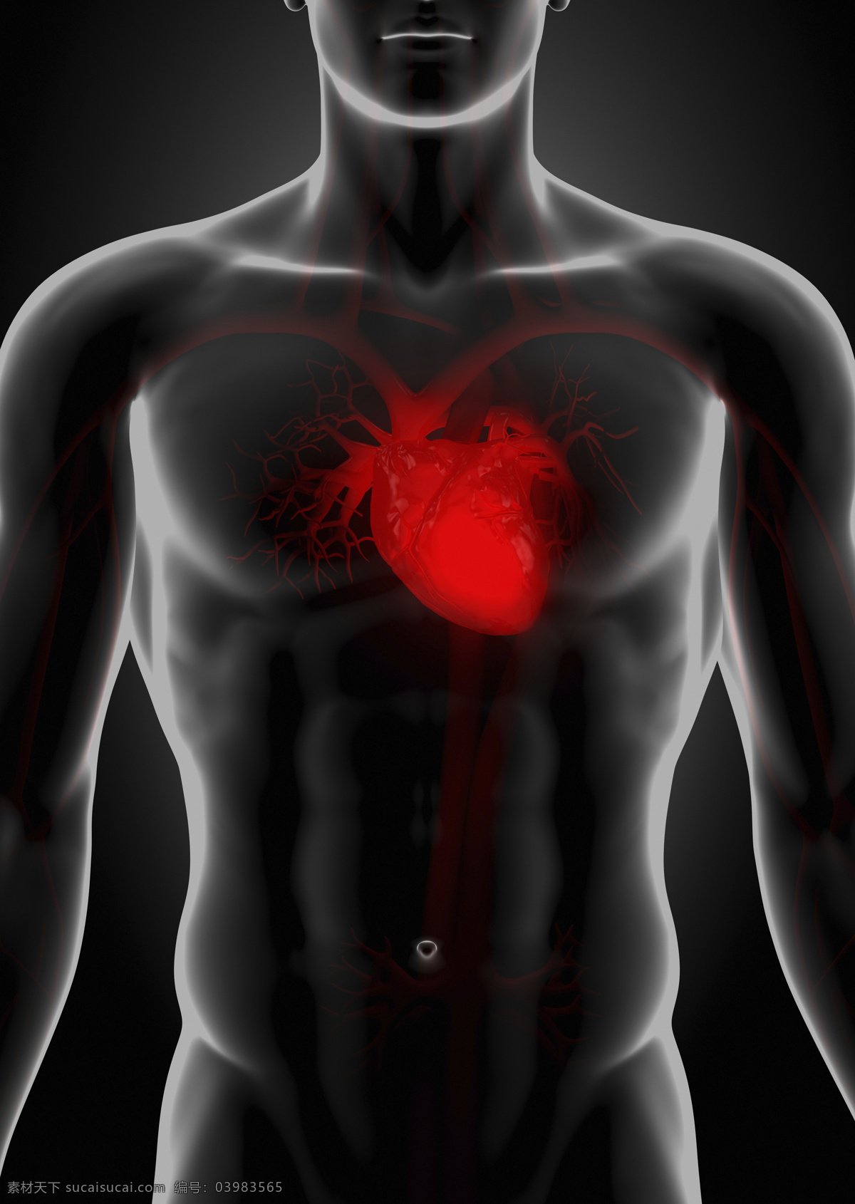 男性 人体 心脏 器官 心脏器官 男性人体器官 医疗科学 医学 人体器官图 人物图片