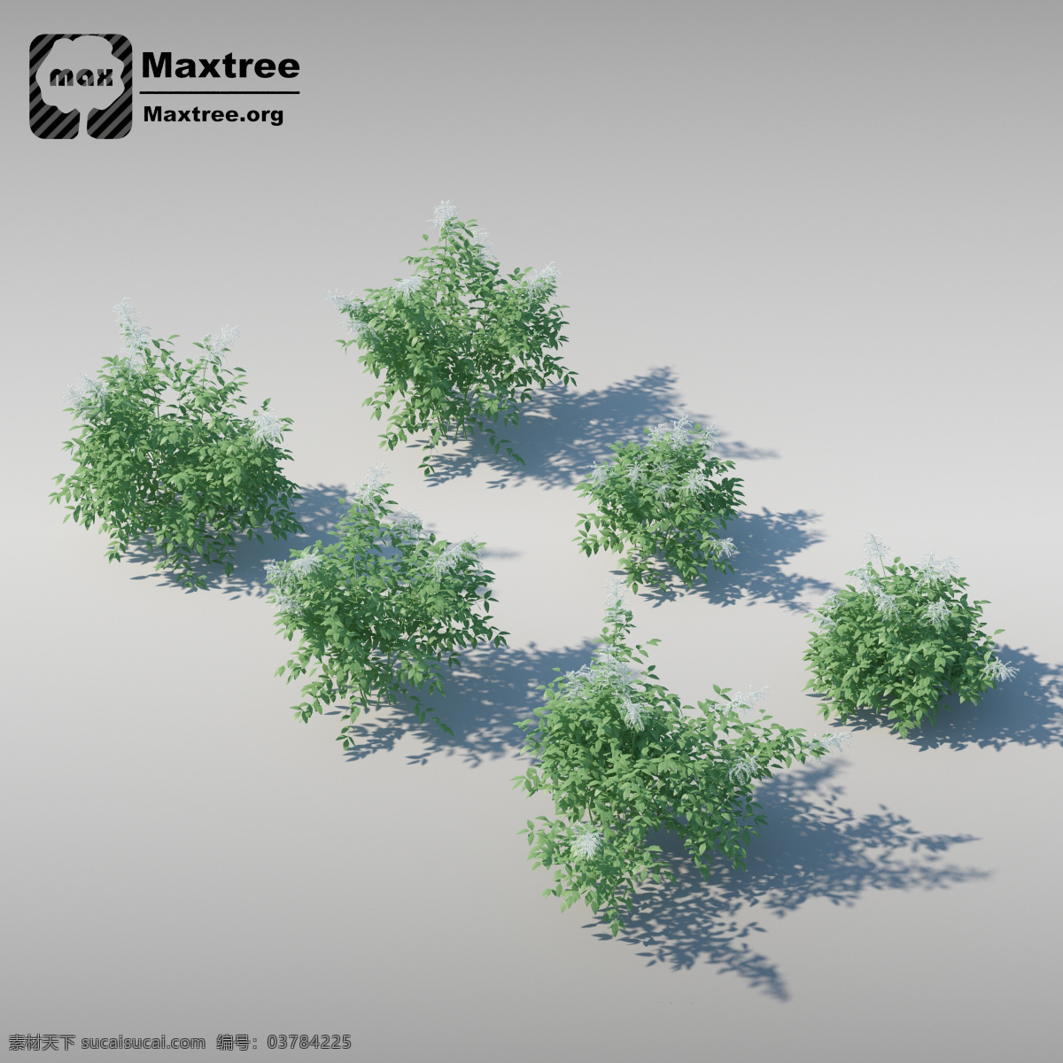 灌木 模型 效果图 模型素材 3d渲染 3d模型 灌木模型