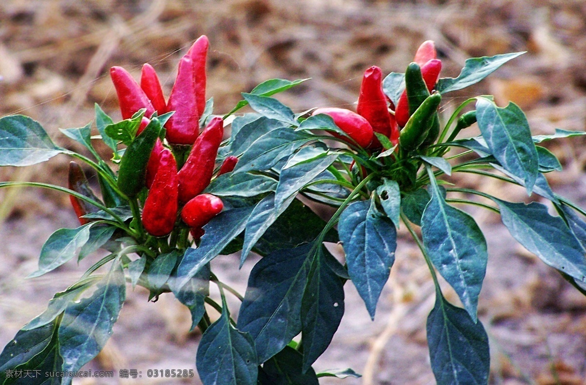 辣椒 草本植物 红辣椒 花草 生物世界 蔬菜 植物 尖椒 朝天椒 野花果 风景 生活 旅游餐饮