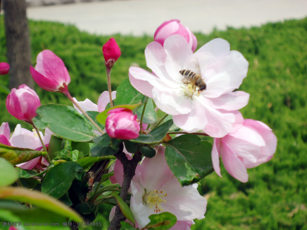 花朵 上 小 蜜蜂 苹果花 粉色的 桃红色的花朵 盛开的 花骨朵 小蜜蜂 采花粉 花卉 花草 生物世界