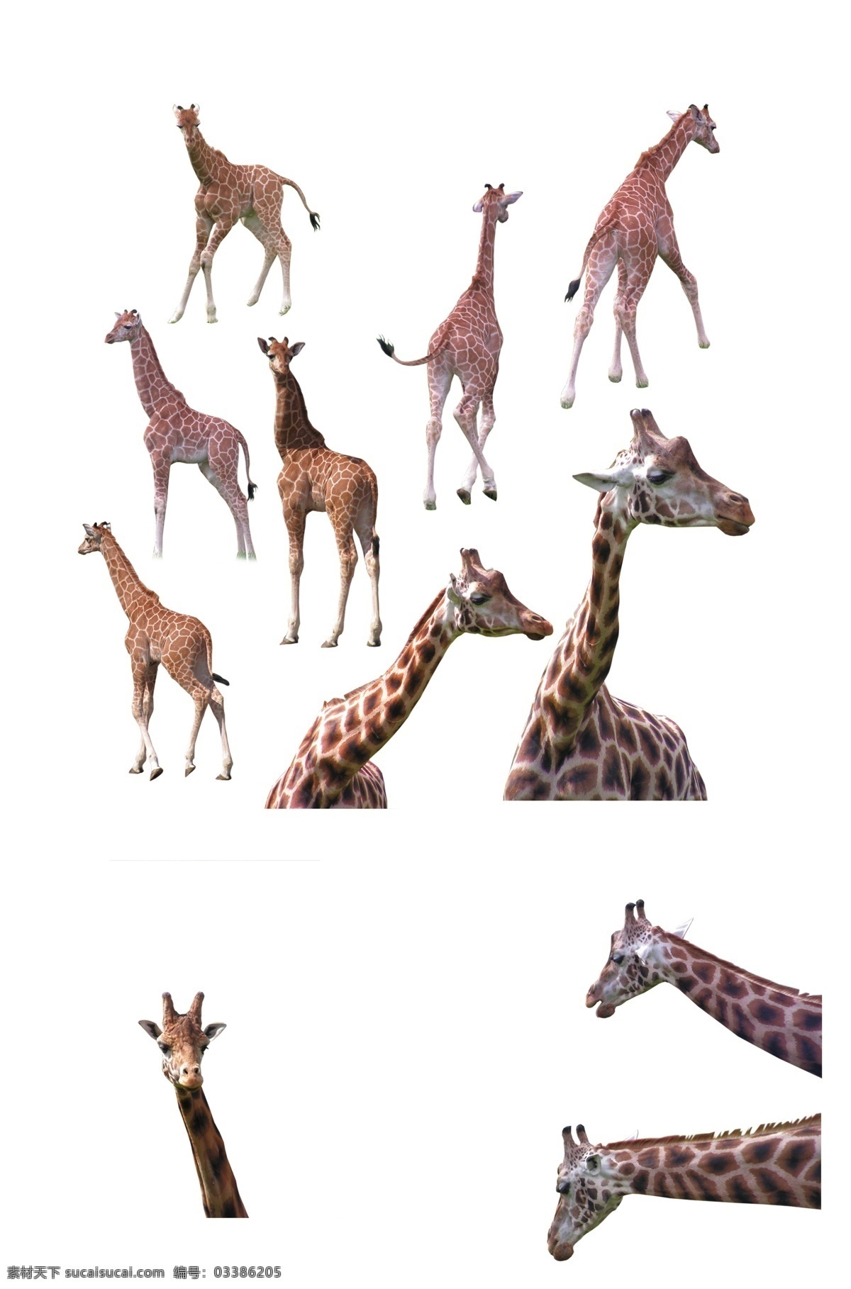 免 抠 长颈鹿 免抠png 长颈鹿素材 真实的 实物 实拍 写实 非洲 大草原 动物 生物 生灵 长脖子 高 可爱 成年 一只 设计素材 免抠图 元素 无背景 透明 分层 背景素材