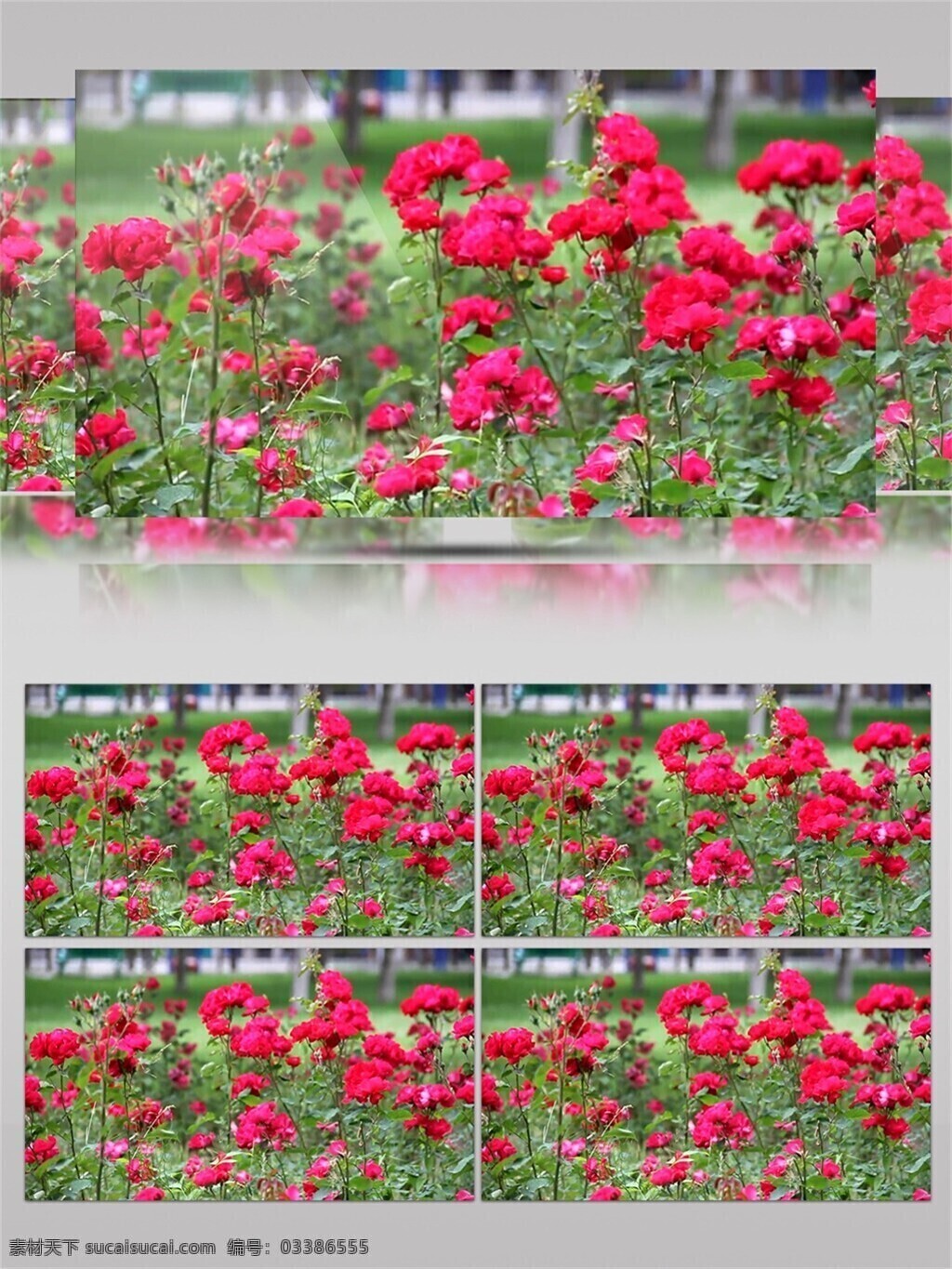 唯美 鲜红 月季花 花园 视频 音效 视频素材 花卉 绿色 植物 花茶 视频音效 盛开 种植