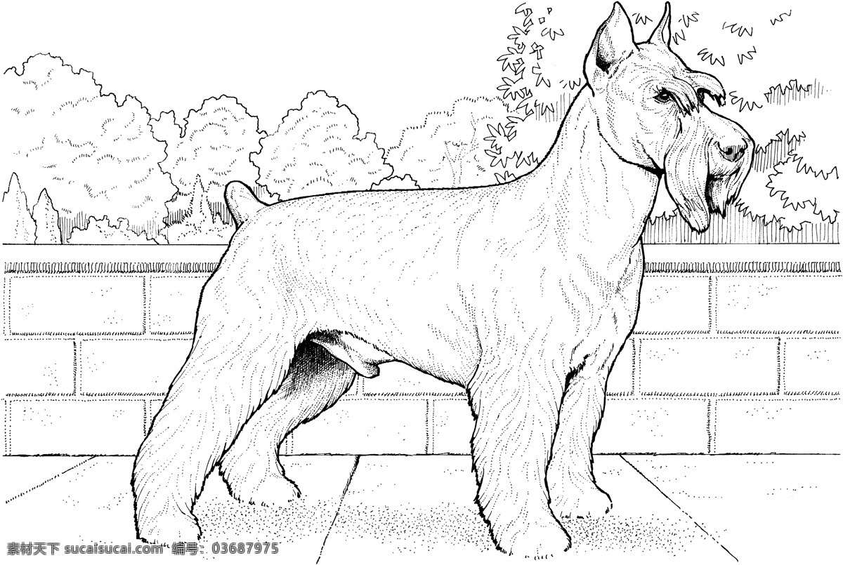 dog 犬科动物 狗 动物素描 动物手绘画 设计素材 动物专辑 素描速写 书画美术 白色