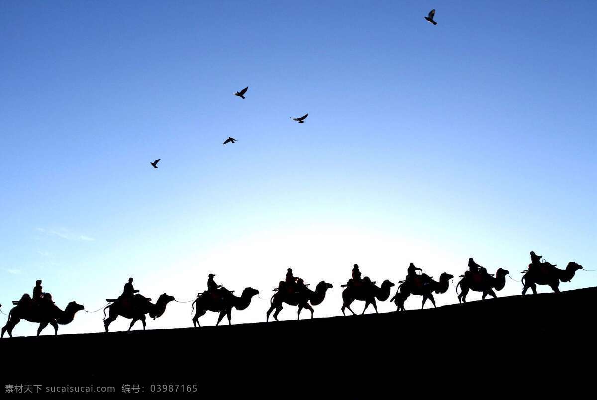 沙漠骆驼 驼队 骆驼 沙漠 沙丘 荒漠 自然风景美景 动物 骆驼队 骆驼帮 骆驼运输 沙漠之舟 大漠 沙漠驼队 旅游摄影 国内旅游
