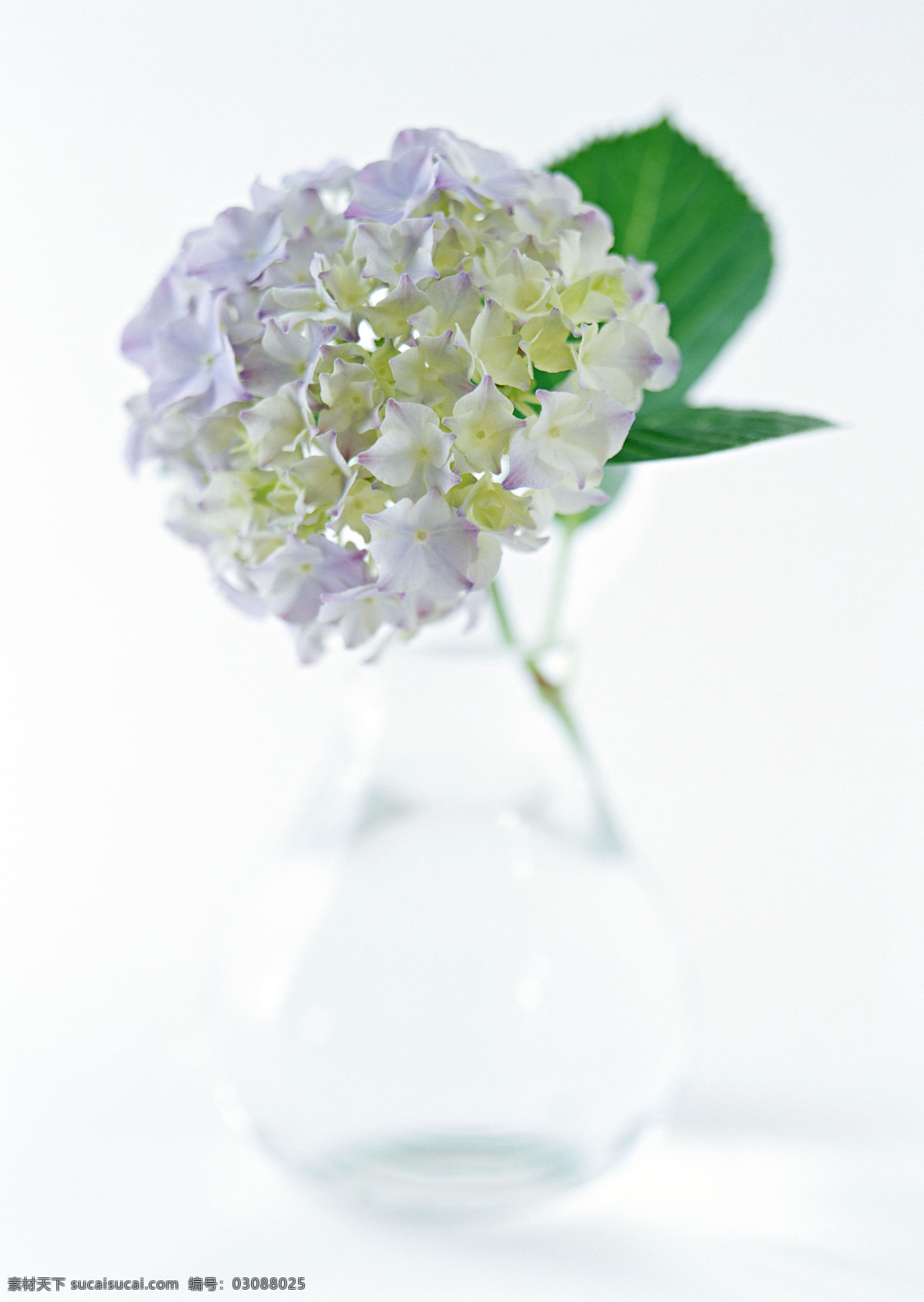 花瓶 里 花 白色花 玻璃杯 花特写 花写真 摄影图 微距 叶子 高精度图 生物世界