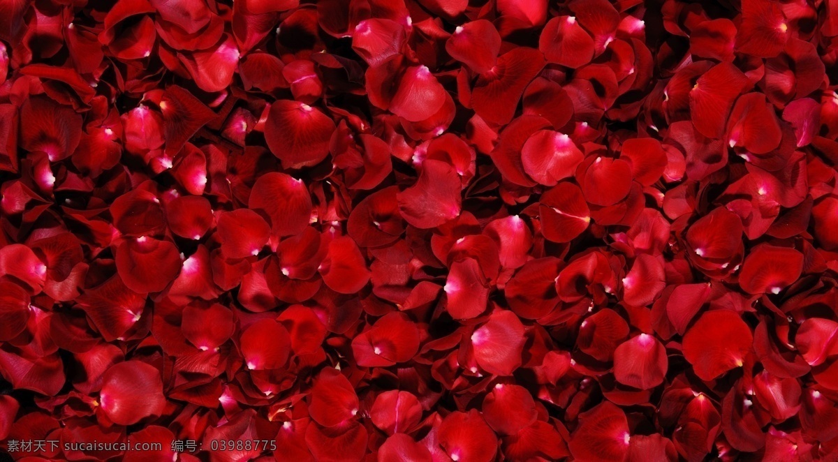 满 屏 红玫瑰 花瓣 点光 花香 背景图片