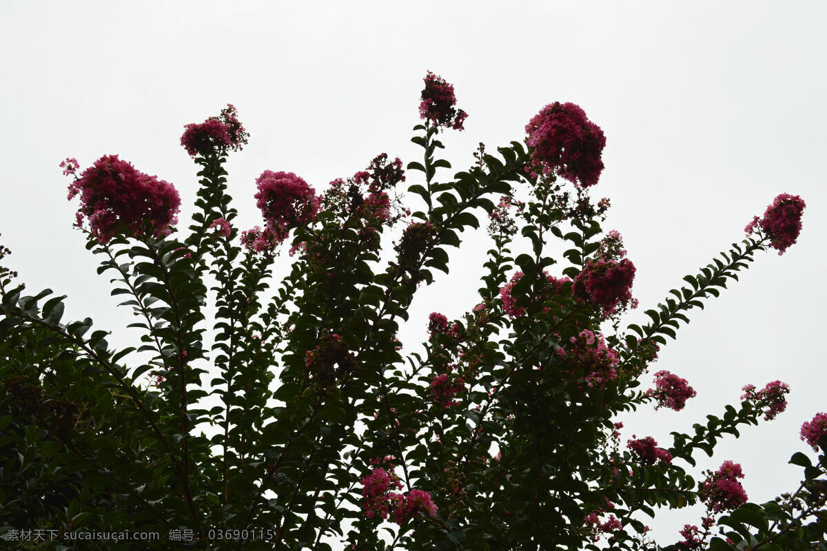 秋雨 中 紫薇 花 百日红 秋雨后 落英 满地 花朵 仍然 绽放 秋后 紫薇花 生物世界 花草