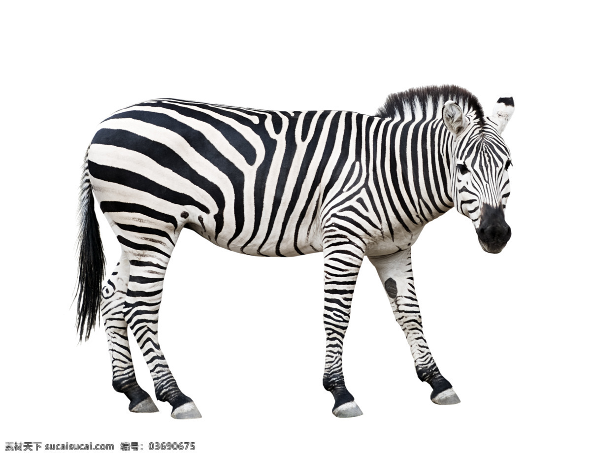 斑马 动物 马 站着的斑马 生物世界 野生动物 摄影图库
