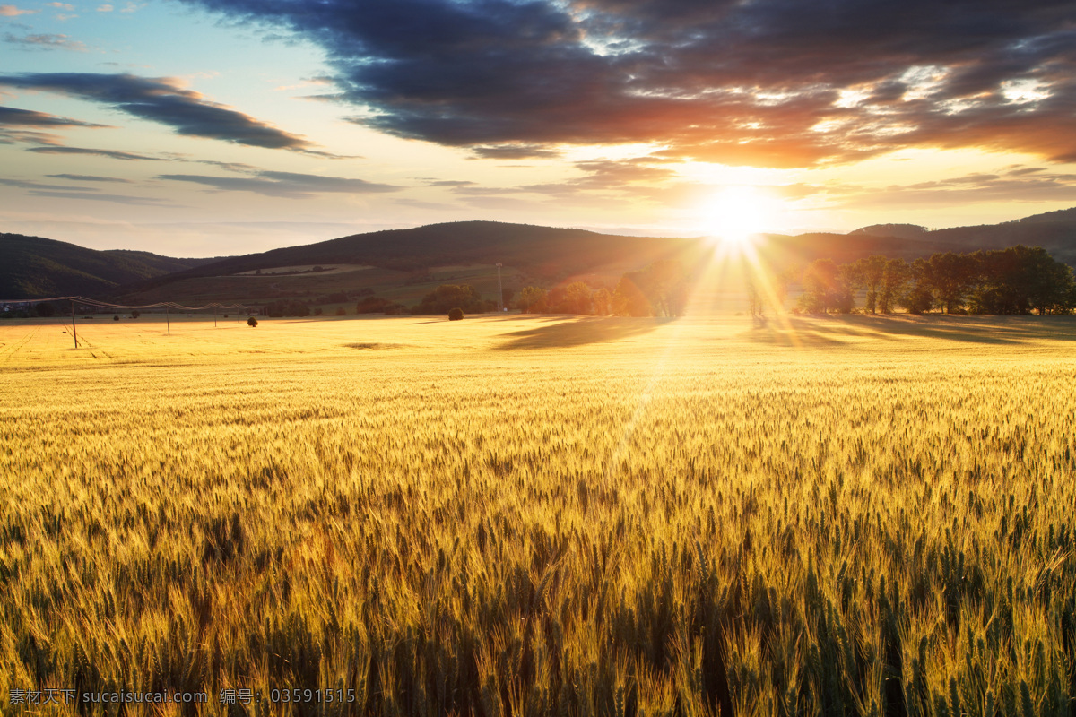 麦地 麦田 麦子 小麦 麦穗 丰收 金色小麦 收获 田野 天空 云彩 光线 风景 风光 自然 高清 田园风光 自然景观 黄色