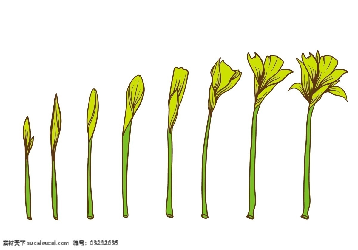 手绘 花卉 成长 过程 植物 矢量素材 植物插画 手绘植物 植物素材 手绘花朵 手绘花卉 成长过程