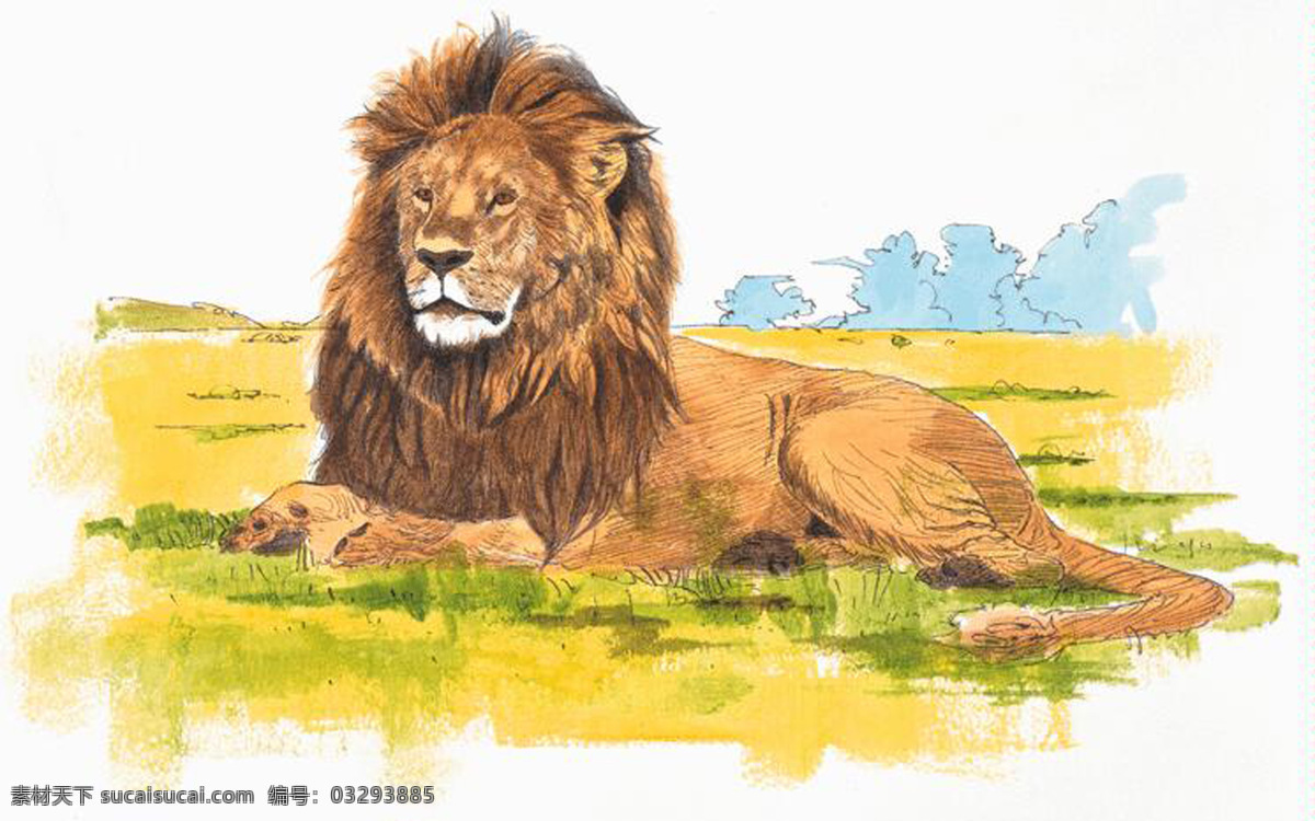 狮子 动物插图 肉食动物01 设计素材 肉食动物 书画美术 白色