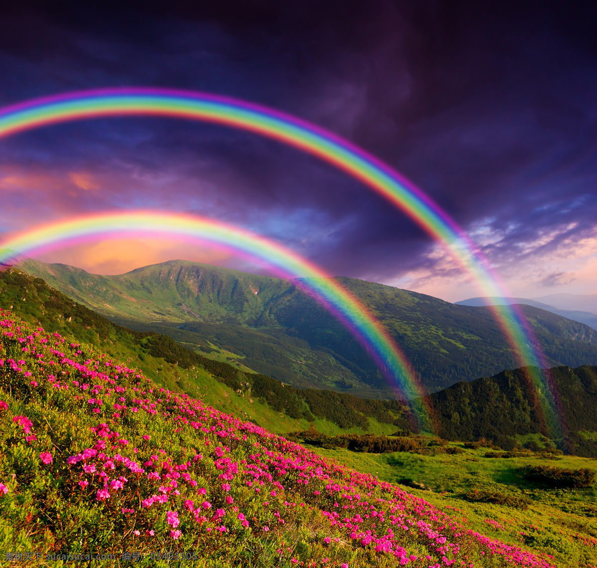 开 满 鲜花 上空 美丽 彩虹 美丽彩虹 七彩虹 雨后彩虹 彩虹风景 野花 美丽风景 美景 景色 天空 云朵 天空图片 风景图片