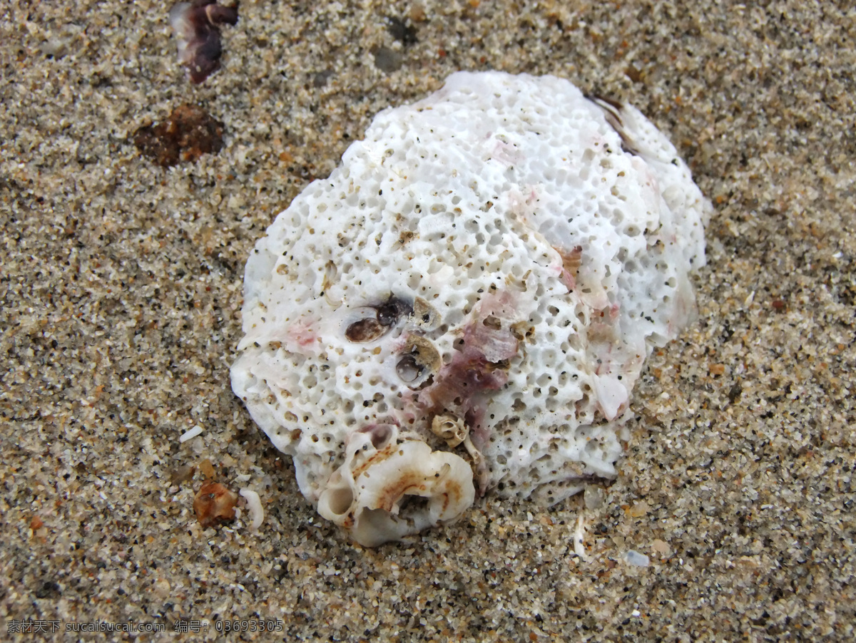 珊瑚 贝壳 海滩 海洋生物 沙滩 生物世界 珊瑚特写 沙滩特写 psd源文件