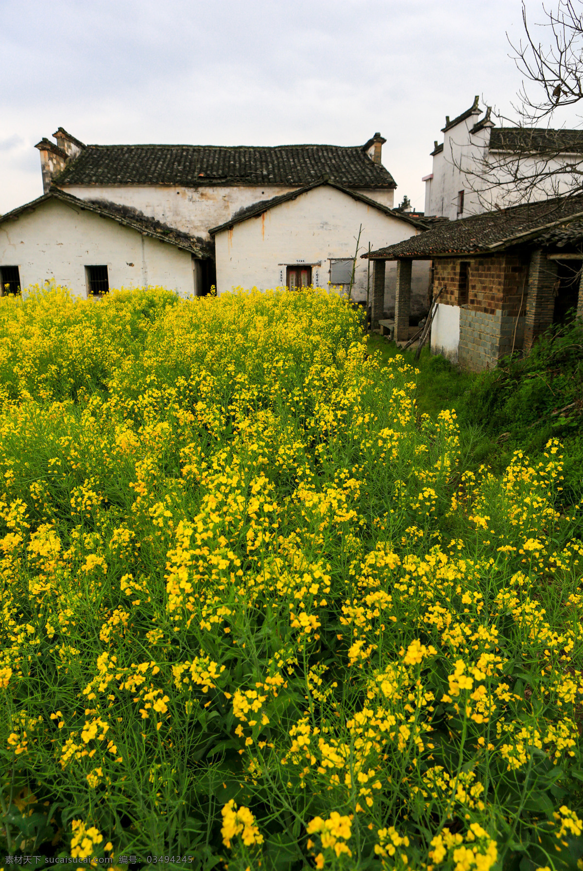 婺源漳村 婺源 漳村 婺源风光 油菜花 春天 山水 最美乡村 江西 山村 小河 小桥 村庄 自然景观 国内旅游 旅游摄影