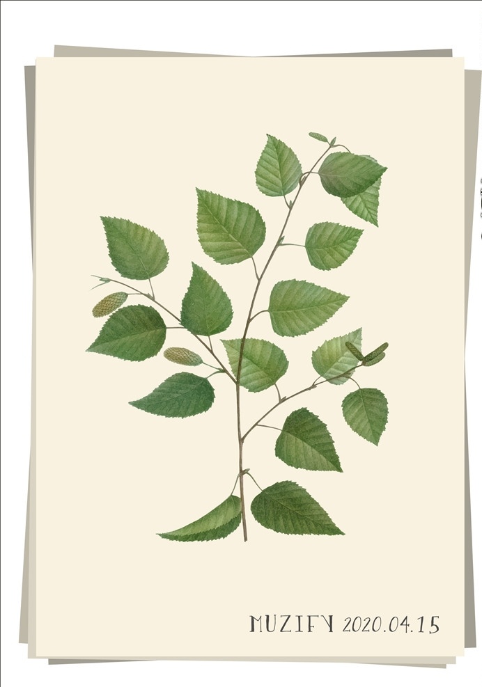 桦树 植物图鉴 红桦 硕桦 黑桦 树木 植物 植物图稿 手绘稿 素描画 生物世界 树木树叶