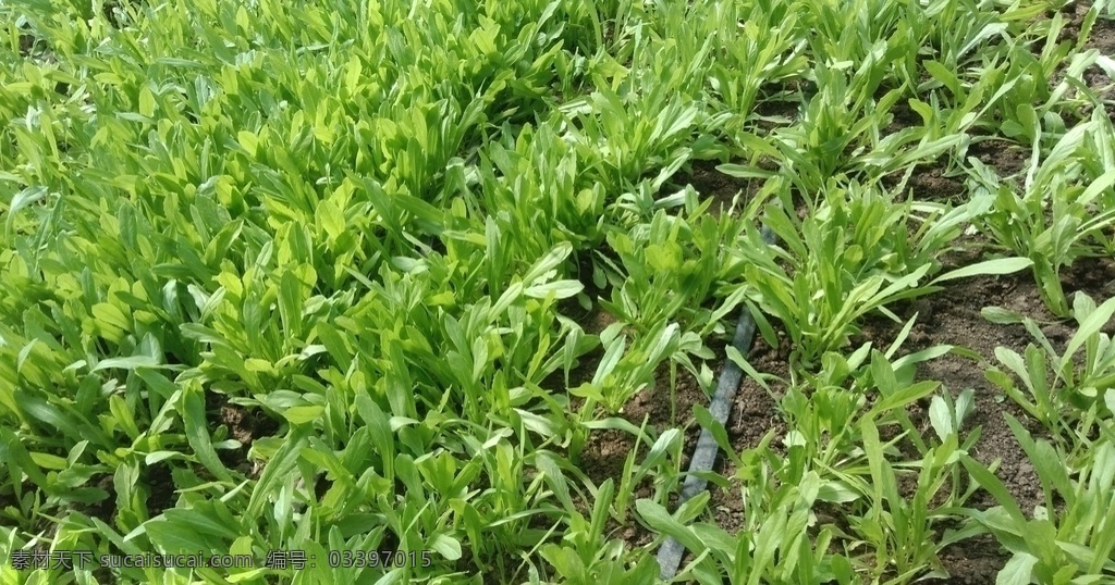 油麦菜 蔬菜 有机 绿色 无公害 有机蔬菜 健康 安全 营养 美味 食材 植物 生物世界