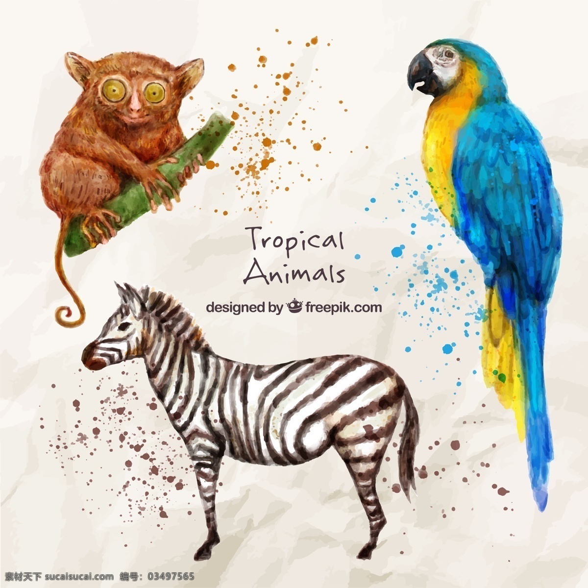 野生 水彩 效果 手 鸟 自然 动物 翅膀 羽毛 丛林 热带 动物园 斑马 鹦鹉 艺术 飞溅 描 绘