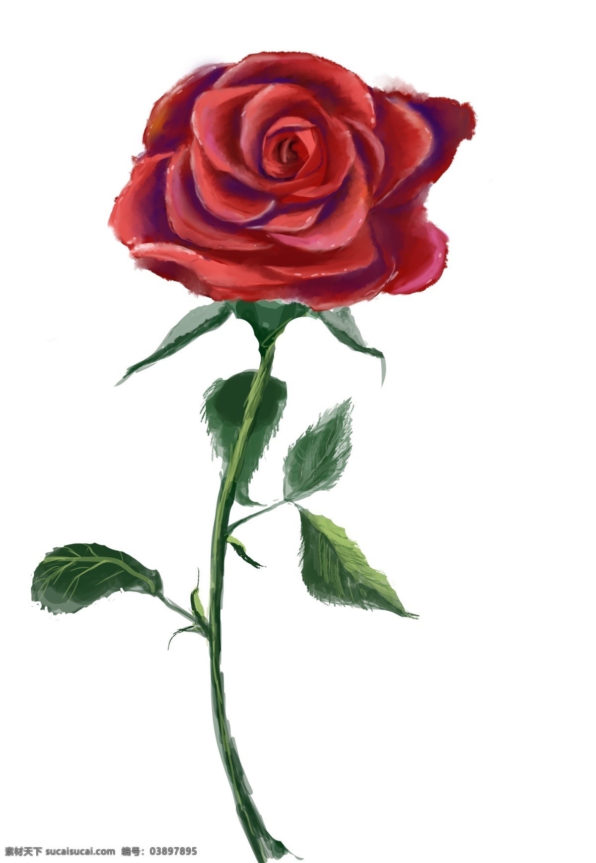 手绘玫瑰 板绘玫瑰 一枝玫瑰 鲜花 玫瑰 分层
