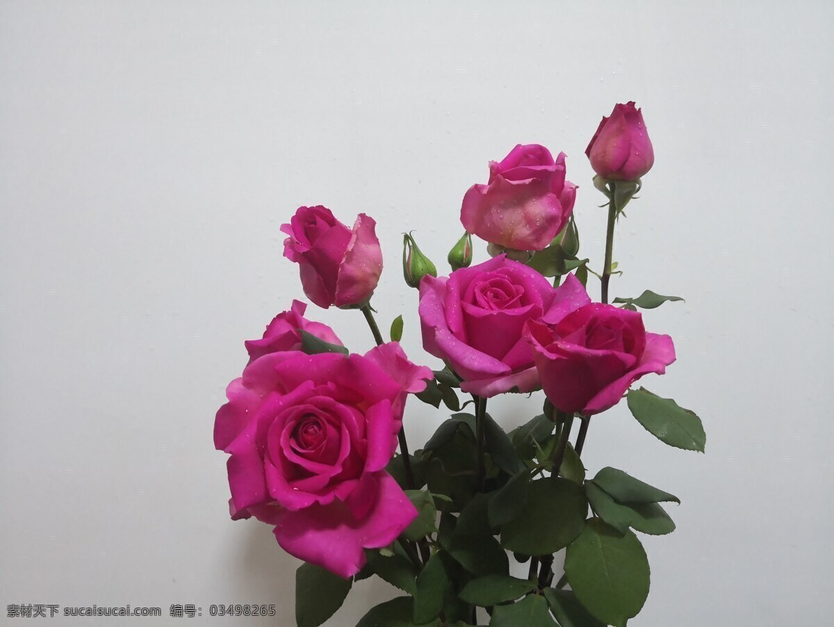 粉玫瑰 浪漫 情人节 各种形态 特写 花卉 生物世界 花草