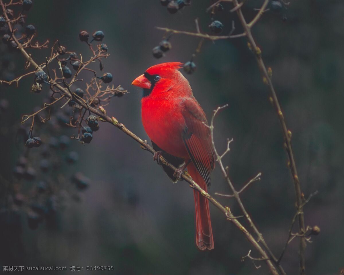 火红鸟 鸟 鸟儿 珍稀动物 树枝 树 生物世界 鸟类