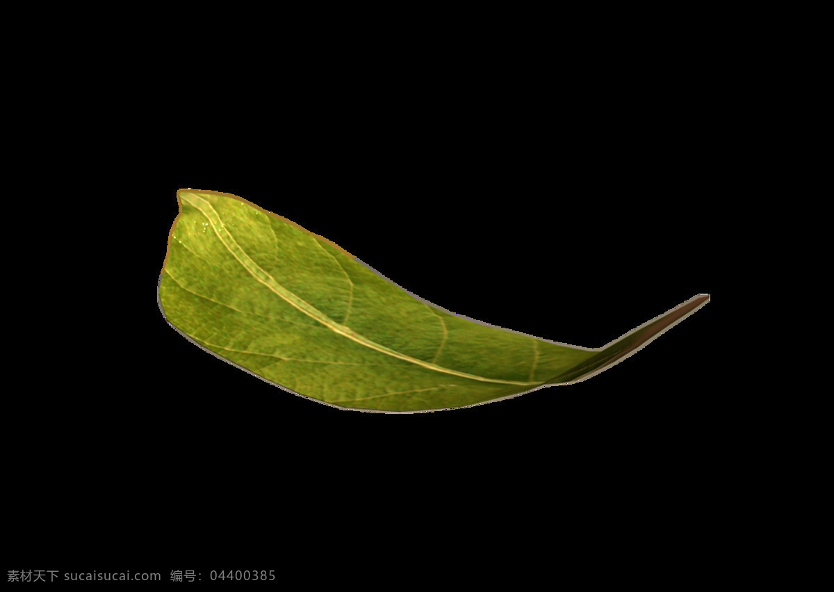 凋零 花叶 卡通 透明 绿色 植物 透明素材 免扣素材 装饰图案