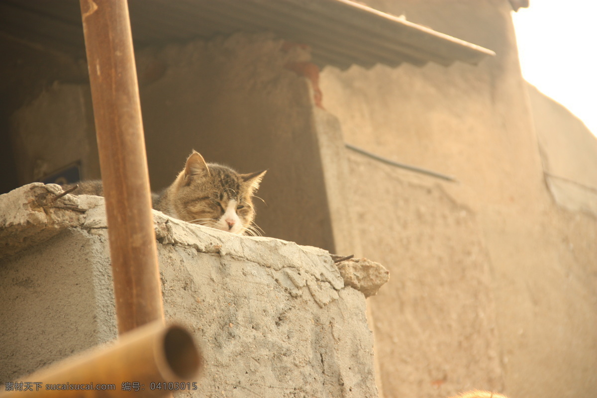 猫 故事 51 花纹 家禽家畜 门牌 生物世界 小猫 猫的故事 土墙 花猫 黄毛 毛茸茸 双猫 节日素材 五一劳动节