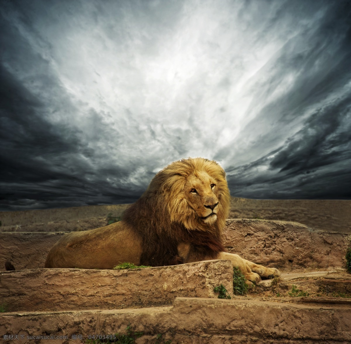 雄狮摄影 野生动物 雄狮 狮子 动物摄影 动物世界 陆地动物 生物世界 黑色