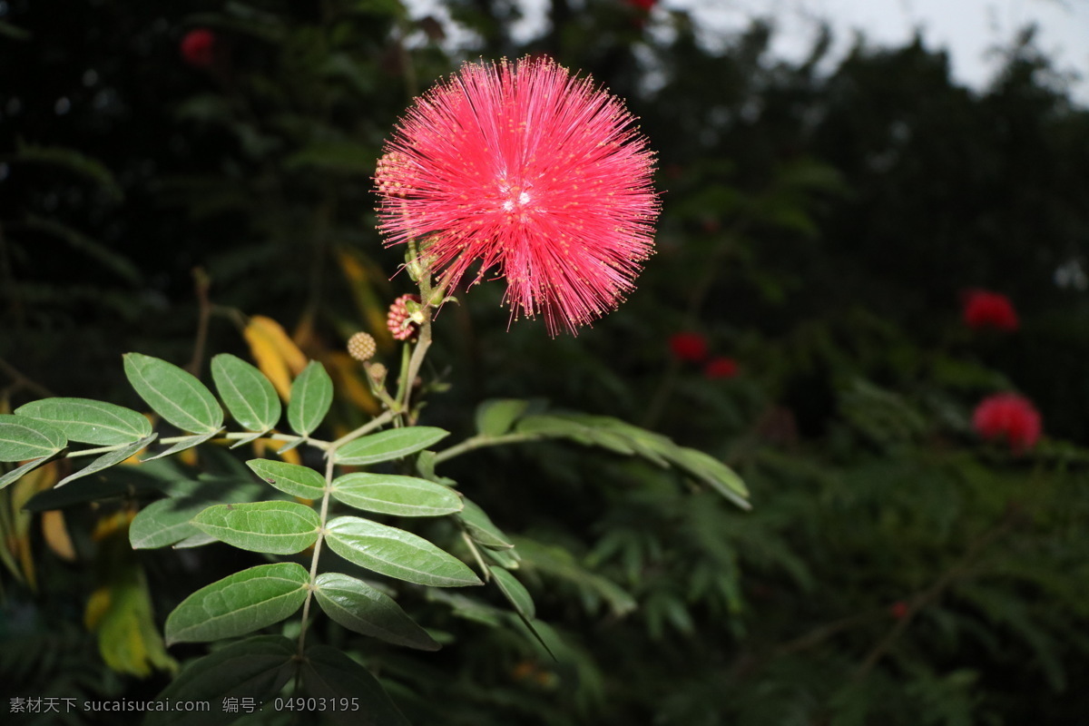 绒花 一朵红绒花 有须的花 树叶 叶子 自然景观 自然风景