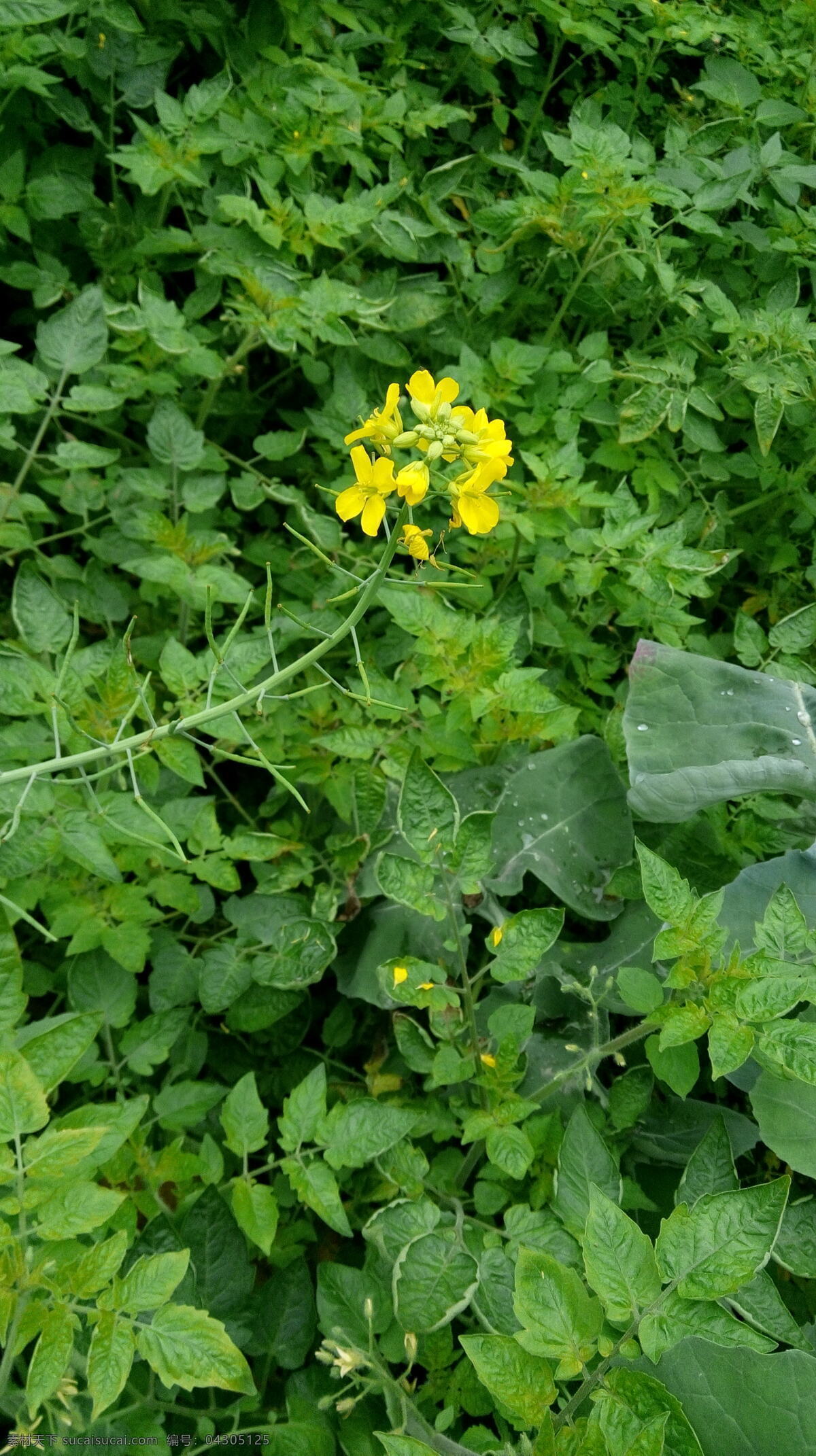 绿叶 中 黄花菜 黄花 野草 自然 独特 花草 生物世界 绿色