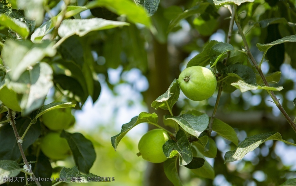 青苹果 树 果树 苹果 农村风景 果园 农村 高清照片 小苹果 苹果树 水果 生物世界 树木树叶