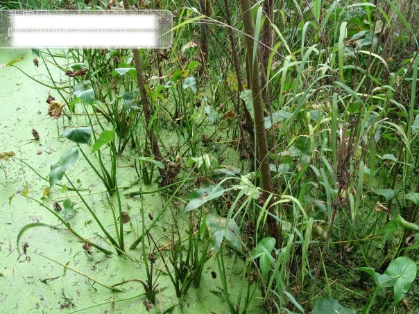 浮藻免费下载 杭州 旅游摄影 摄影图 水草 西湖 小草 浮藻 西溪湿地 杭州旅游 风景图片 风景 生活 旅游餐饮