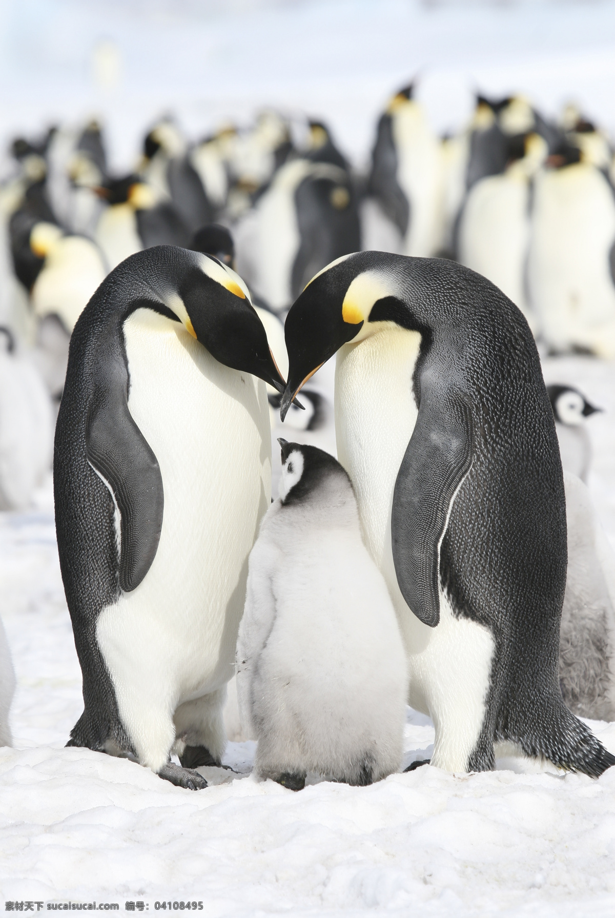 企鹅 全家福 企鹅jpg图 企鹅宝宝 企鹅一家 南极 野生动物 生物世界 冰雪 广告模版 桌面壁纸 大海 海洋 清晰 陆地动物