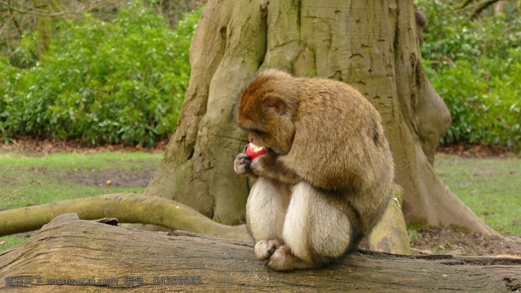 视频背景 实拍视频 视频 视频素材 视频模版 大树下 猴子 动物 动物视频