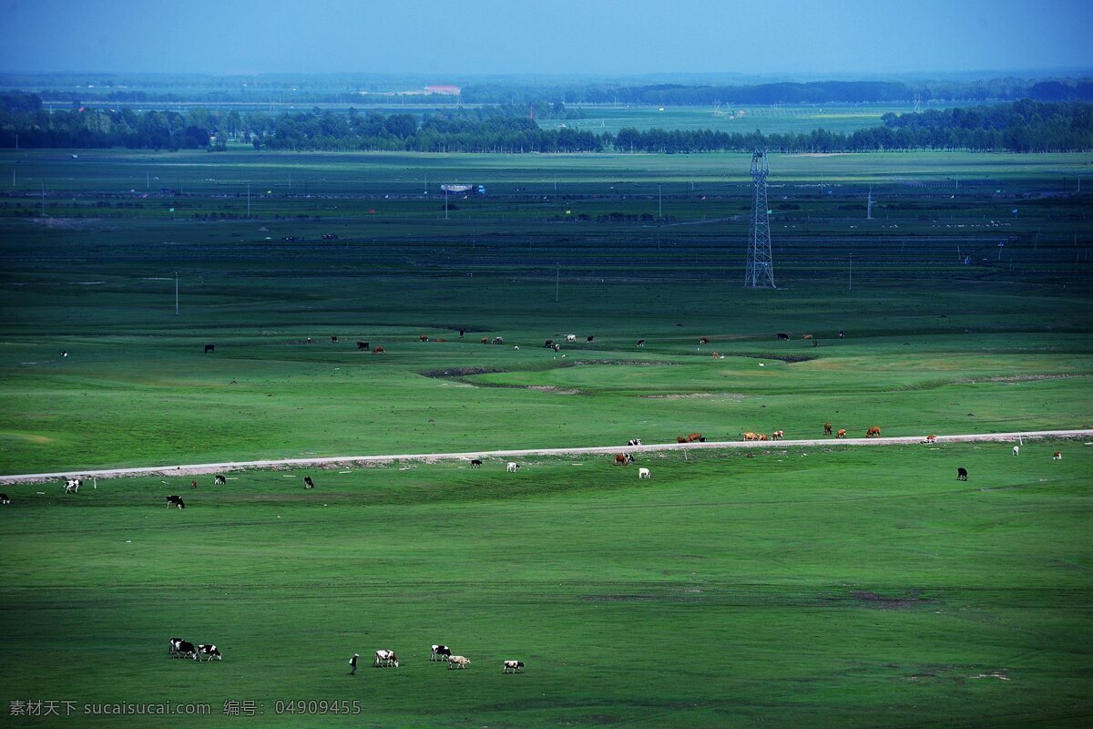 绿色 大 草原 风景图片 绿草 植物 牛群 蓝天