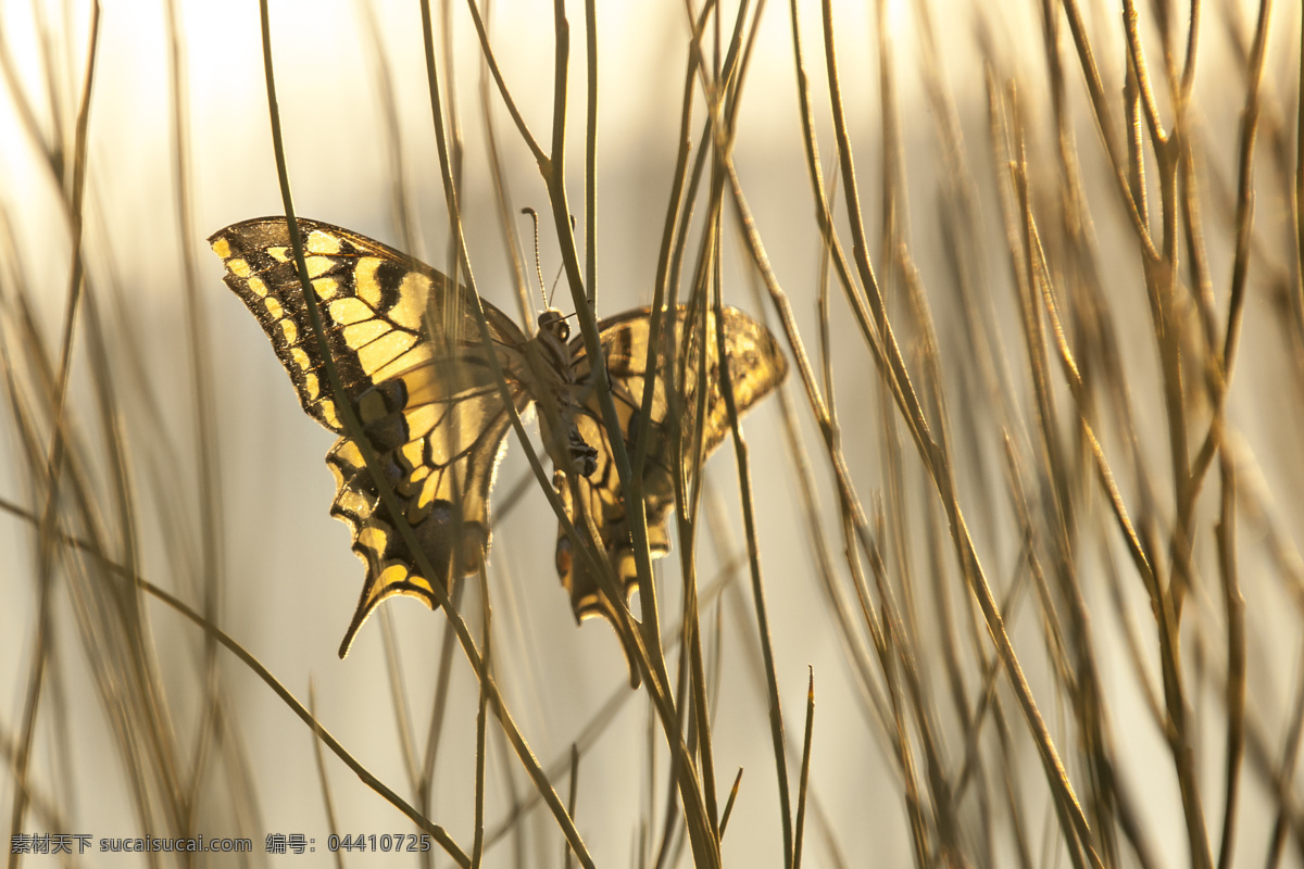 草丛 中 美丽 蝴蝶 翅膀 昆虫 动物 昆虫世界 生物世界 白色