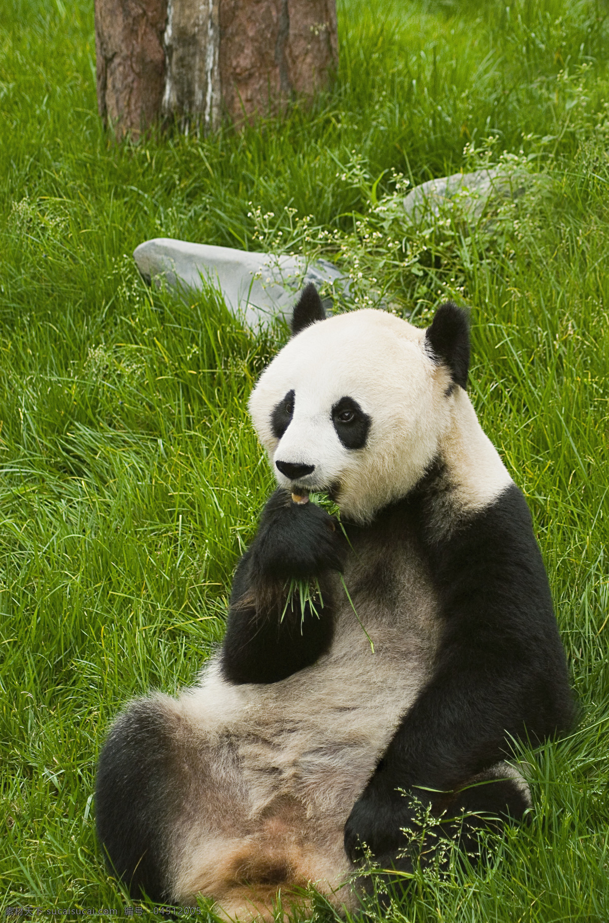 草地 上 吃 草 熊猫 野生动物 生物世界 高清图片 jpg图库 摄影图片 竹子 竹叶 国宝 国宝熊猫 猫咪图片