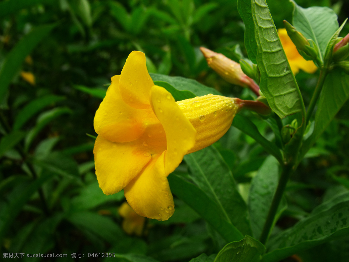 黄钟 花 花瓣 花草 花朵 黄色的花 露珠 生物世界 黄钟花 水珠 水滴 psd源文件