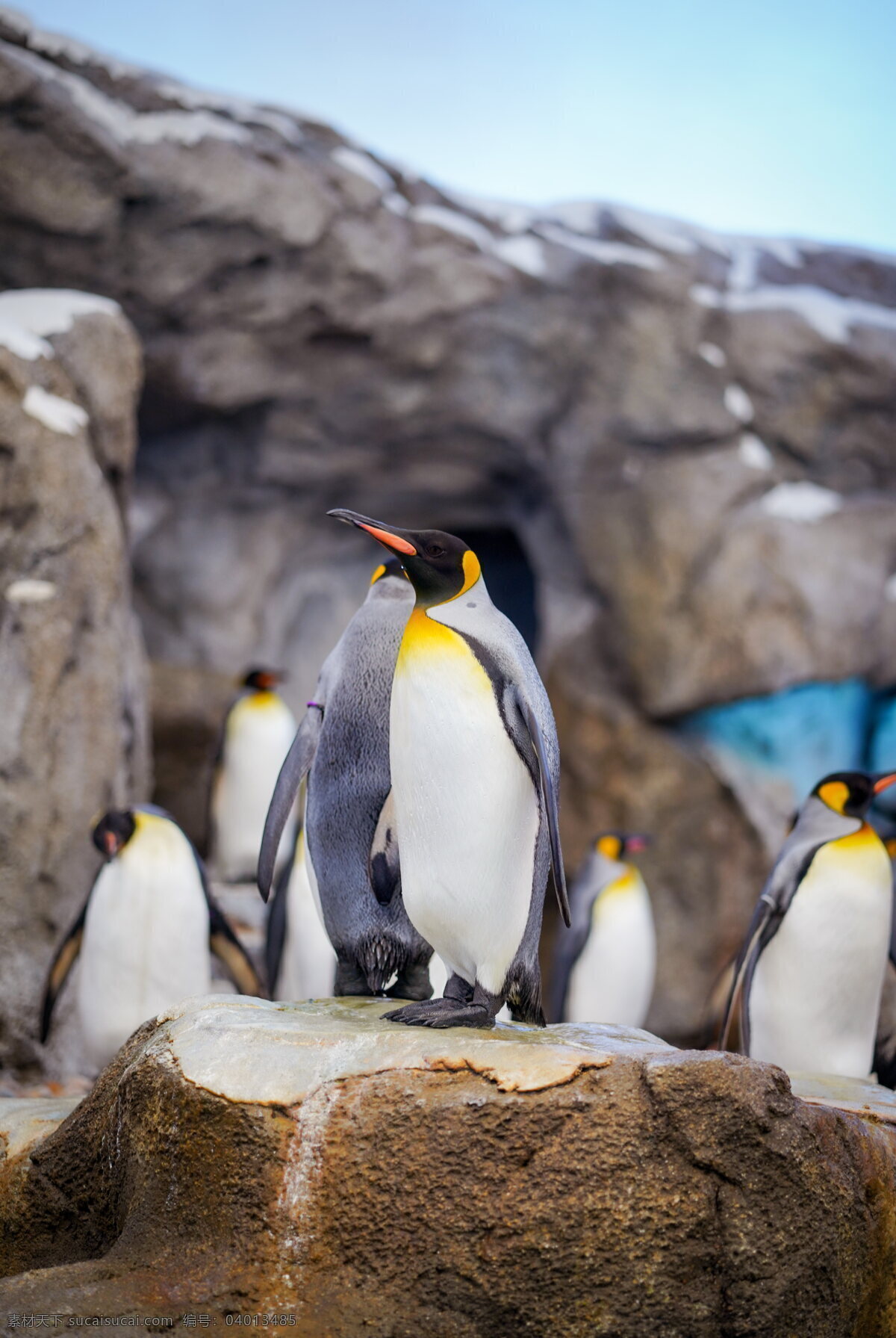 皇帝企鹅高清 皇帝企鹅 可爱企鹅 可爱 萌萌哒 帝企鹅 南极动物 保护动物 生物世界 图片大全 高清图片下载 共享素材 野生动物
