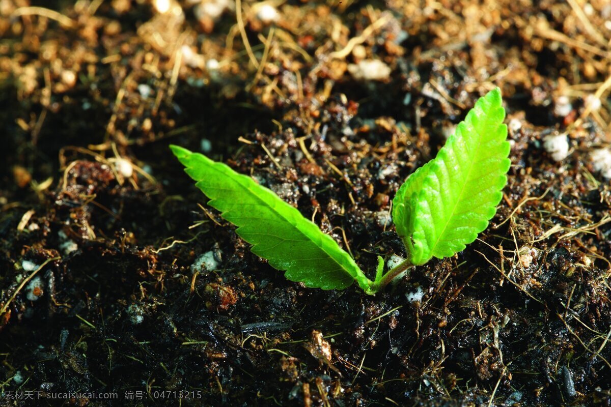 绿色幼苗 土壤 小草 花草 生物世界