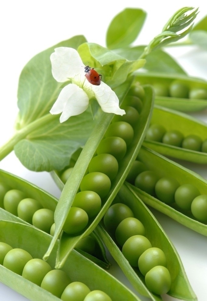 绿色豆夹 绿色 豌豆 荷兰豆 豆角 叶 白色 花 蔬菜 生物世界