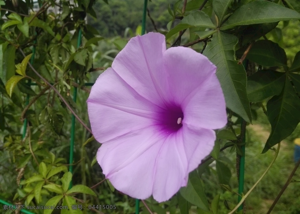 牵牛花 花 花卉 花朵 喇叭花 紫色花 粉色花 绿叶 植物 生物世界 花草