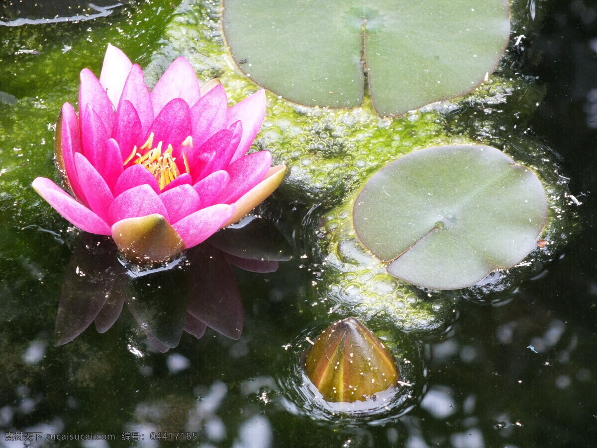 植物 鲜花 花卉 花朵 粉色的莲花 花草树木 生物世界 黑色